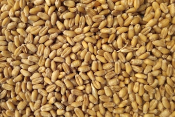 Agricultural commodities global trading — food grade quality assured Dubai